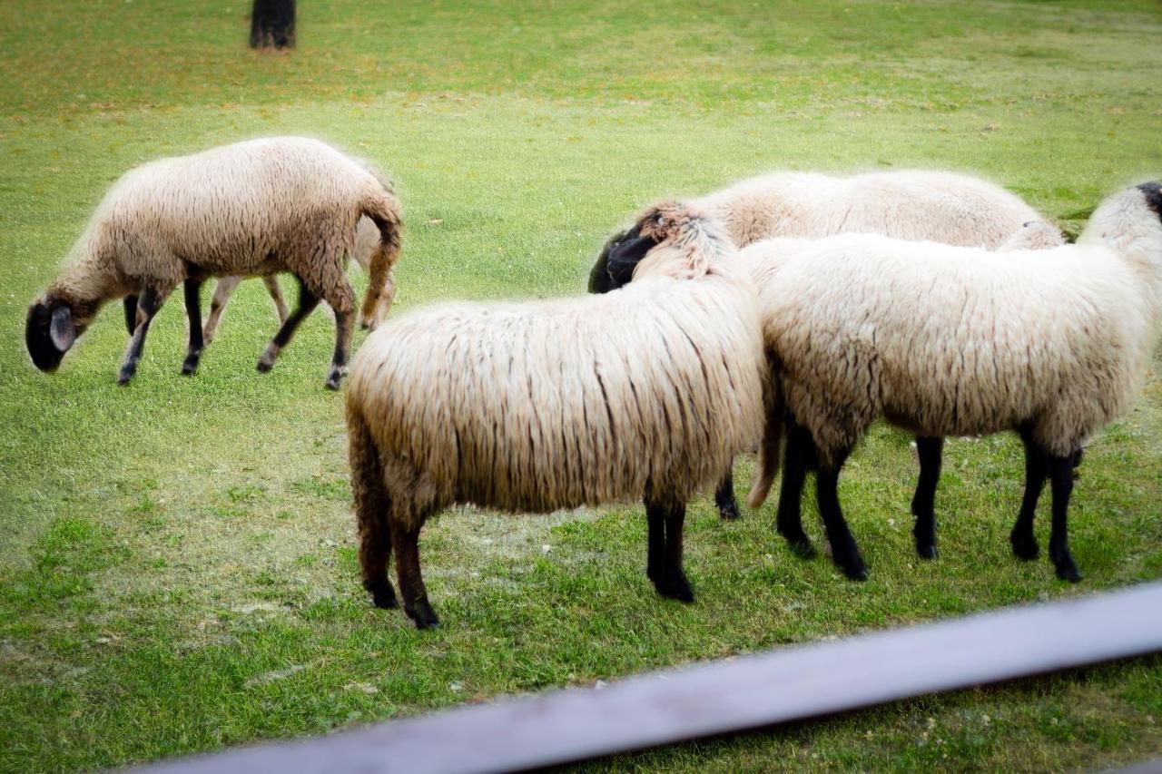 Agropensiunea Darden Baia de Fier Zewnętrze zdjęcie