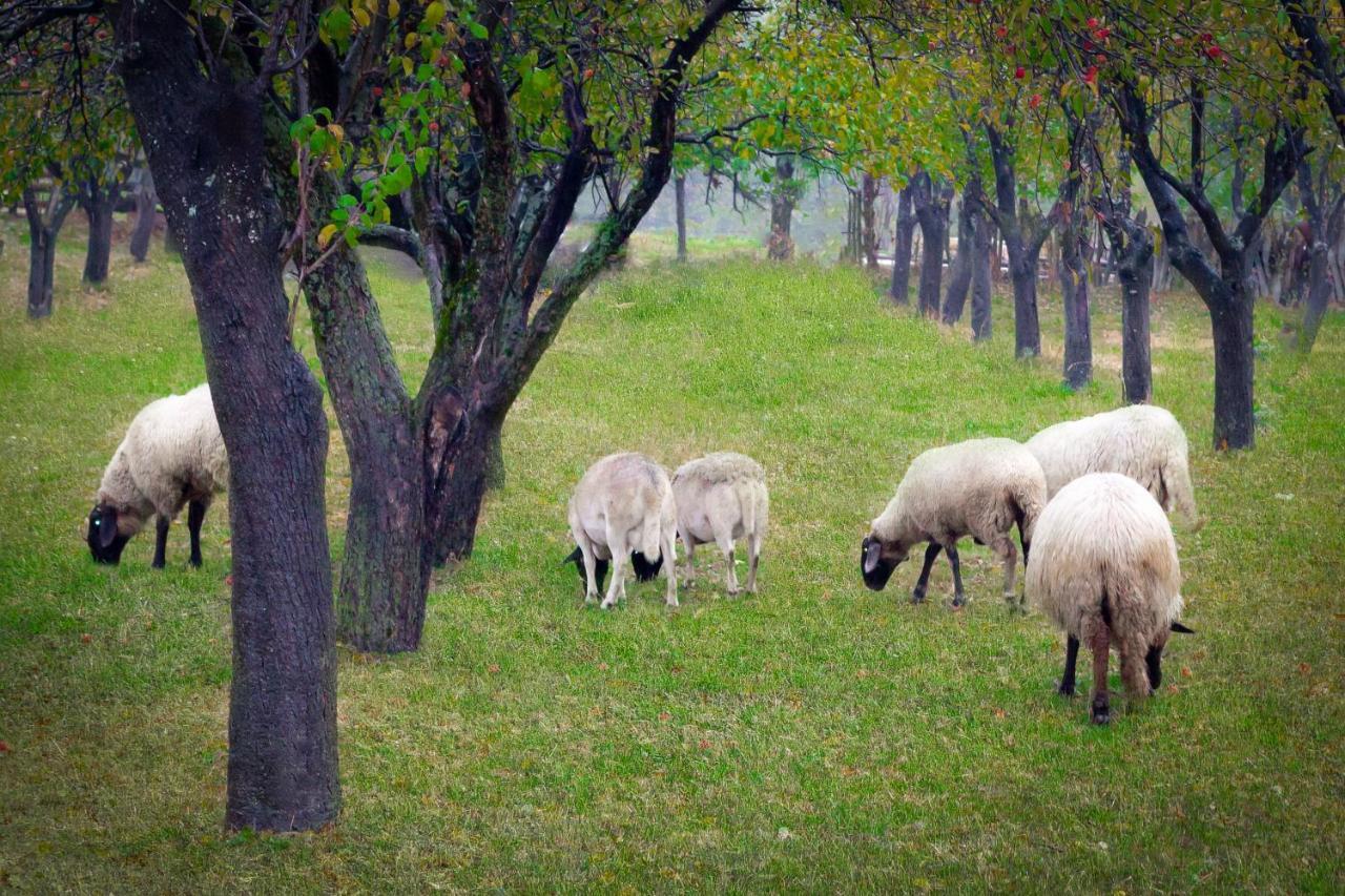 Agropensiunea Darden Baia de Fier Zewnętrze zdjęcie